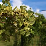 Quinta De Santo Antonio Gospodarstwo wiejskie