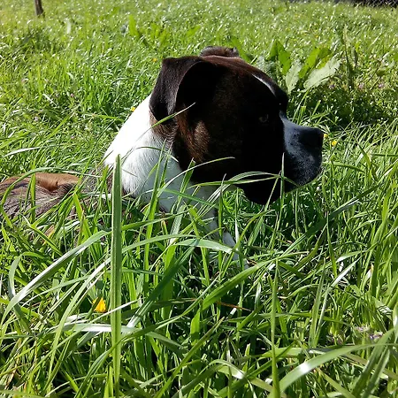 カントリーハウス Quinta De Santo Antonio