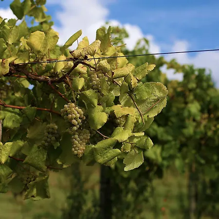 Quinta De Santo Antonio Hétvégi ház