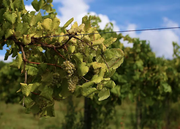 Quinta De Santo Antonio Gospodarstwo wiejskie